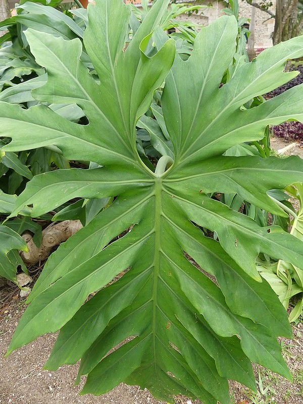 Philodendron radiatum